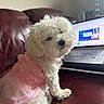 dog, white_dog, small_dog, fluffy, pet, pink_dress, dress, couch, leather_couch, laptop, computer, indoor, living_room, technology, cute, fur, sitting, portrait, side_view, household