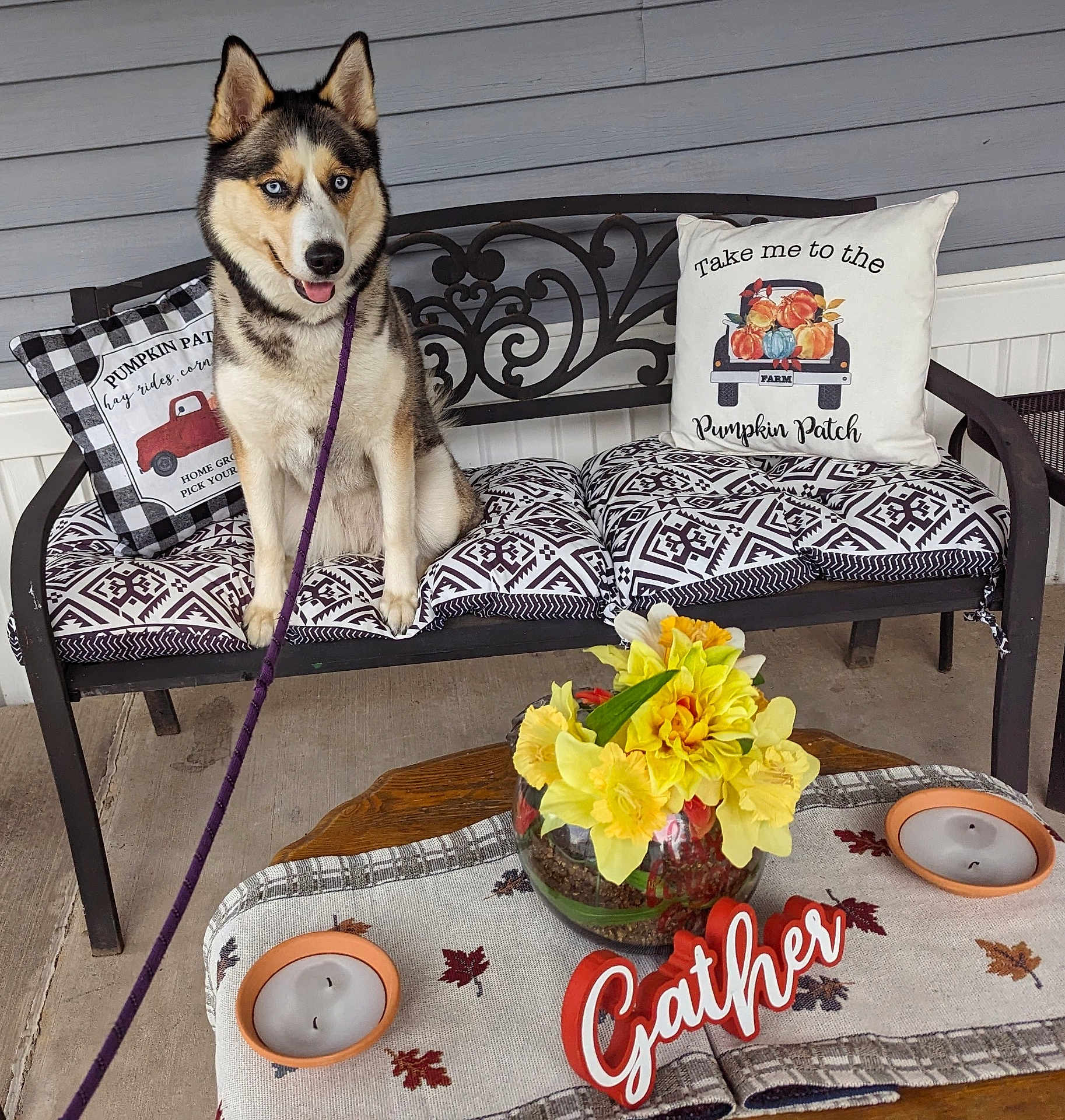 Mya May is registered to the contest to win money with this photo: animal, autumn, bench, blue_eyes, candle, cozy, decor, dog, fall, flower_arrangement, husky, leash, outdoor, pattern, pet, pillow, porch, seat, table, yellow_flower