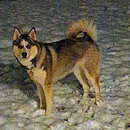 Mya May joined the competition — help win amazing prizes! alert, animal, canine, cold, dark, dog, ears, fur, looking, mammal, nature, night, outdoor, outdoors, pet, snow, standing, tail, walking, winter