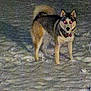 Mya May is registered to the contest to win money with this photo: alert, animal, canine, cold, collar, dark, dog, ears, fur, glowing_eyes, ground, mammal, night, outdoor, pet, red_eyes, snow, standing, tail, winter