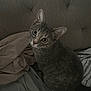 Kity participe au concours pour gagner de l'argent avec cette photo : cat, gray_tabby, bed, blanket, sheet, headboard, indoor, curious, pet, feline, whiskers, looking_up, cozy, texture, rumpled, ears, animal, soft_light, closeup, domestic