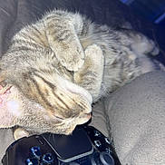 Kity a rejoint le concours — aidez-le/la à gagner de superbes lots ! cat, tabby, sleeping, gaming_controller, close_up, indoor, pet, feline, cozy, blanket, soft, paws, resting, cute, animal, domestic_animal, relaxation, comfort, fur, whiskers