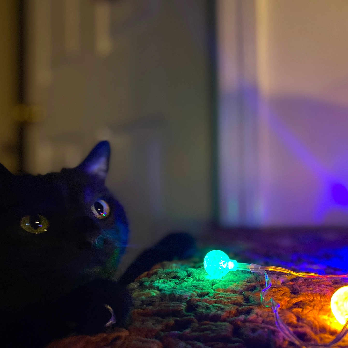 Stitch joined the competition — help win amazing prizes! animal, blackcat, cat, computer, couch, electronics, fire, flame, flare, laptop, laser, led, light, lighting, manx, neon, pc, pet, purple, sphere