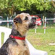 Casper a rejoint le concours — aidez-le/la à gagner de superbes lots ! dog, red_collar, white_chair, outdoor, green_grass, tree, park, pet, animal, canine, sitting, nature, sunlight, fence, leash, background, summer, playful, alert, tongue_out