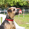 dog, red_collar, white_chair, outdoor, green_grass, tree, park, pet, animal, canine, sitting, nature, sunlight, fence, leash, background, summer, playful, alert, tongue_out