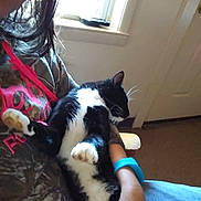 Bandit joined the competition — help win amazing prizes! cat, black_and_white_cat, person, indoor, window, door, camo_shirt, pink_text, arm, blue_bracelet, lap, relaxing, pet, feline, fur, whiskers, comfort, casual, home, seated