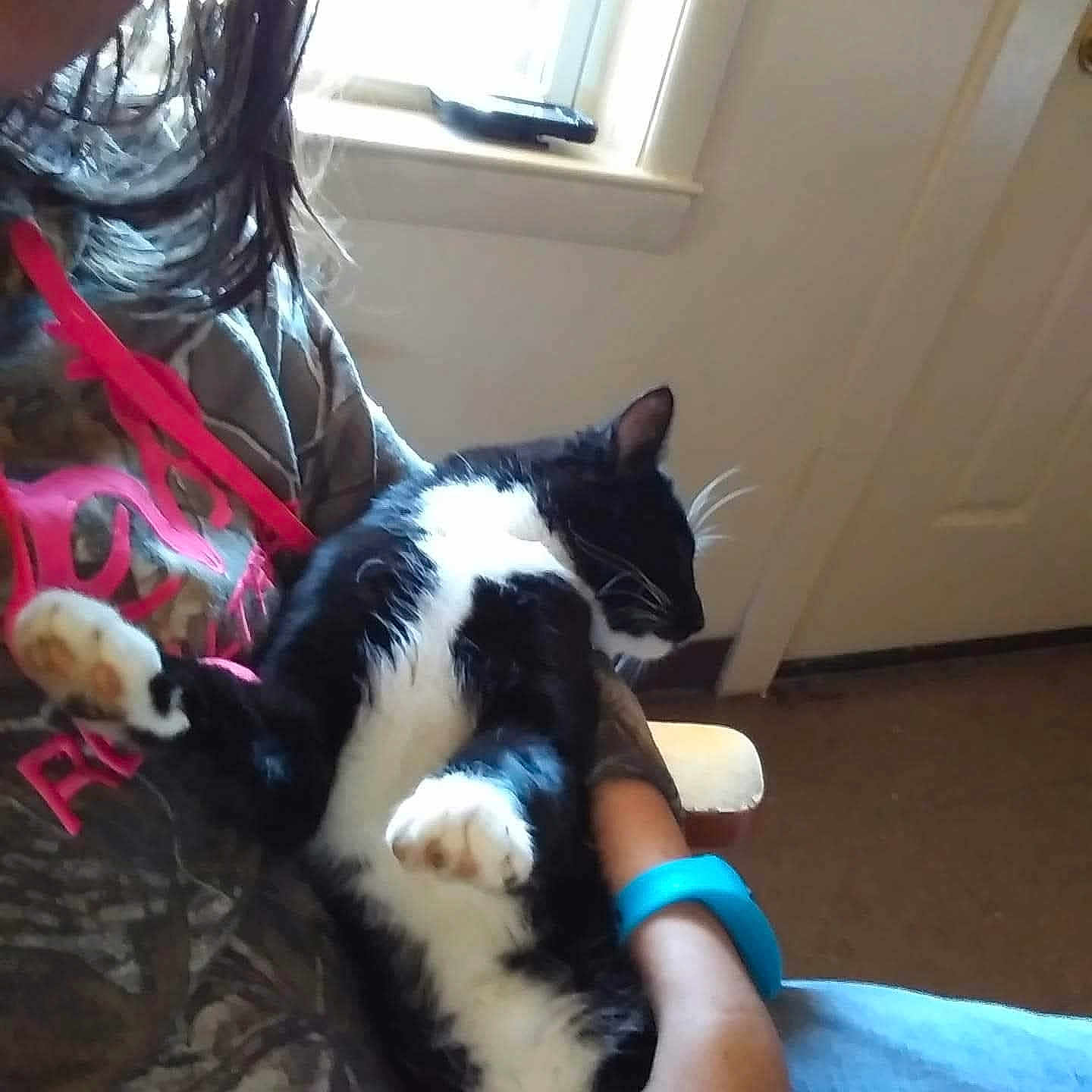 Bandit joined the competition — help win amazing prizes! cat, black_and_white_cat, person, indoor, window, door, camo_shirt, pink_text, arm, blue_bracelet, lap, relaxing, pet, feline, fur, whiskers, comfort, casual, home, seated