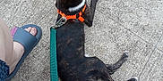 Jackson Vail joined the competition — help win amazing prizes! animal, black_and_white, casual, companion, concrete, dog, foot, harness, leash, outdoor, paw, person, pet, relaxing, resting, sandal, sidewalk, summer, tail, walking