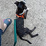 animal, black_and_white, casual, companion, concrete, dog, foot, harness, leash, outdoor, paw, person, pet, relaxing, resting, sandal, sidewalk, summer, tail, walking