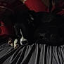 Jackson Vail joined the competition — help win amazing prizes! dog, sleeping, bed, pillow, indoor, black_and_white, resting, canine, cozy, fur, animal, pet, blanket, comfort, relaxation, domestic, laying, quiet, dark, furniture