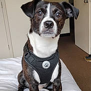 Jackson Vail is registered to the contest to win money with this photo: dog, pet, indoor, bed, harness, black_and_white, curious, brown, white, carpet, door, furniture, animal, canine, companion, portrait, sitting, looking, fur, house