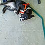 animal, black_and_white, blue_chair, canine, collar, concrete_floor, curious, dog, domestic_animal, fur, green_hose, lying_down, orange_harness, outdoor, pet, playful, puppy, resting, side_view, young_dog