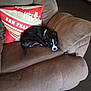 animal, black_and_white, brown_armchair, carpet, comfortable, cozy, cushion, cute, dog, fur, home, indoor, living_room, pet, puppy, red_pillow, relaxed, resting, san_francisco, small_dog