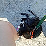 Jackson Vail joined the competition — help win amazing prizes! animal, black_dog, closeup, concrete, dog, hand, leash, leg, orange_harness, outdoor, person, pet, playing, resting, shadow, small_dog, sneaker, stick, sunlight, white_markings