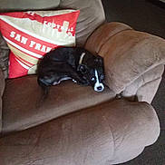 Jackson joined the competition — help win amazing prizes! puppy, dog, brown_armchair, cushion, indoor, pet, small_dog, curled_up, black_and_white, looking_at_camera, furniture, cozy, resting, living_room, carpet, san_francisco, decor, home, cute, animal