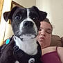 Jackson is registered to the contest to win money with this photo: dog, person, indoor, close_up, black_and_white, harness, couch, portrait, pet, animal, face, human, furniture, relaxed, living_room, puckered_lips, collar, tag, wall_art, casual