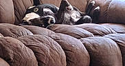 Jackson joined the competition — help win amazing prizes! animal, brown_couch, canine, casual, comfortable, companion, cozy, dog, domestic, fur, furniture, home, indoor, leisure, paws_up, pet, relaxed, resting, sleeping, snuggly