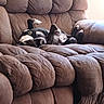 animal, brown_couch, canine, casual, comfortable, companion, cozy, dog, domestic, fur, furniture, home, indoor, leisure, paws_up, pet, relaxed, resting, sleeping, snuggly