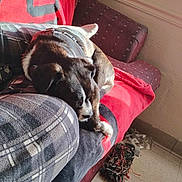 Jackson is registered to the contest to win money with this photo: animal, blanket, brown, comfort, couch, cozy, dog, floor, fur, home, indoor, pet, plaid, red, relaxing, resting, sleeping, sunlight, toy, white