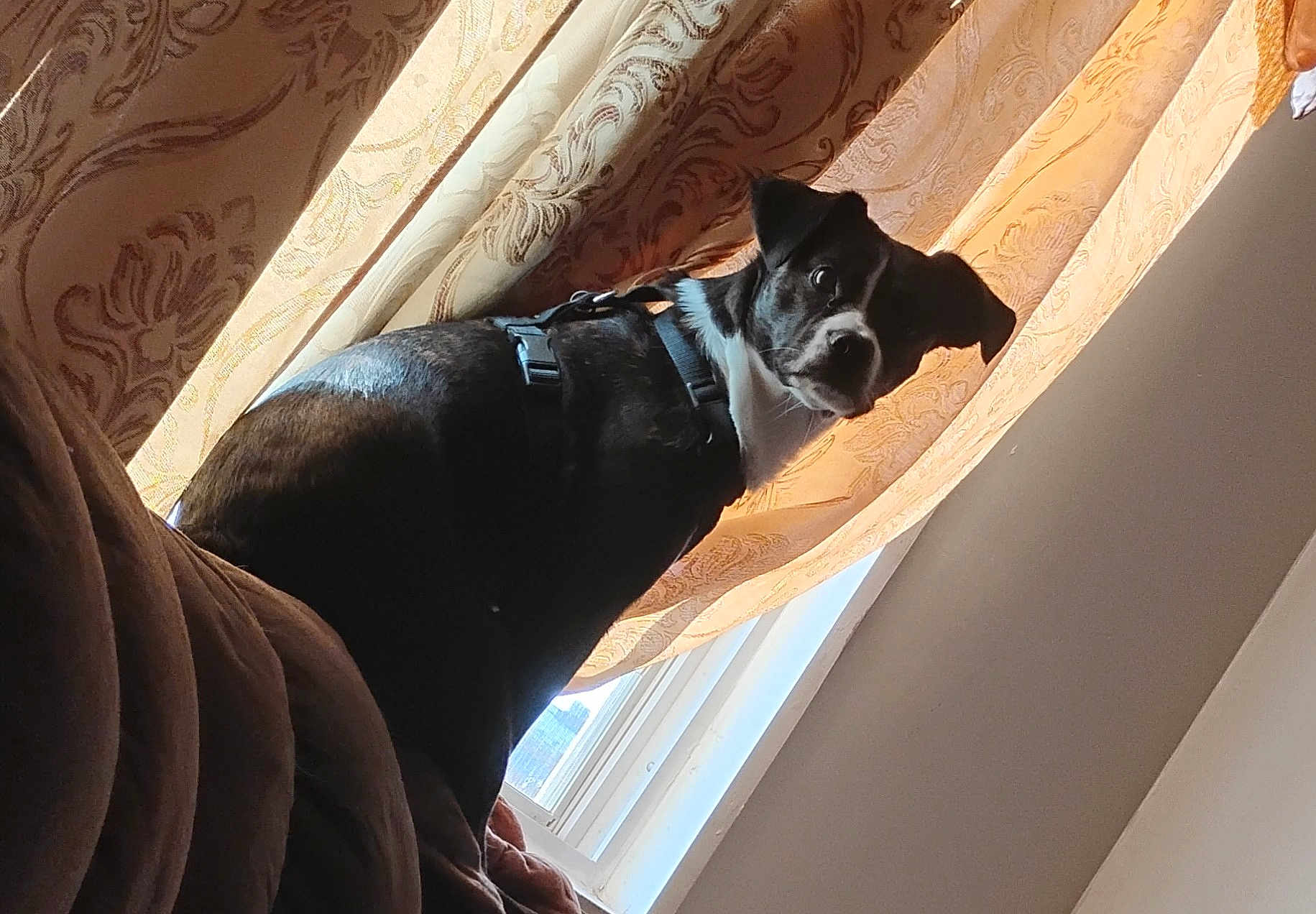 Jackson joined the competition — help win amazing prizes! dog, pet, indoor, curtains, window, couch, harness, black_and_white, furniture, sunlight, shadow, looking_back, animal, domestic_animal, expression, side_view, home, cozy, portrait, sitting