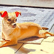 Alani is registered to the contest to win money with this photo: animal, bright_light, canine, companion, cute, dog, domestic_animal, ears, floor, indoor, laying_down, looking_away, pet, relaxed, resting, shadow, side_profile, small_dog, sunlight, tile_floor