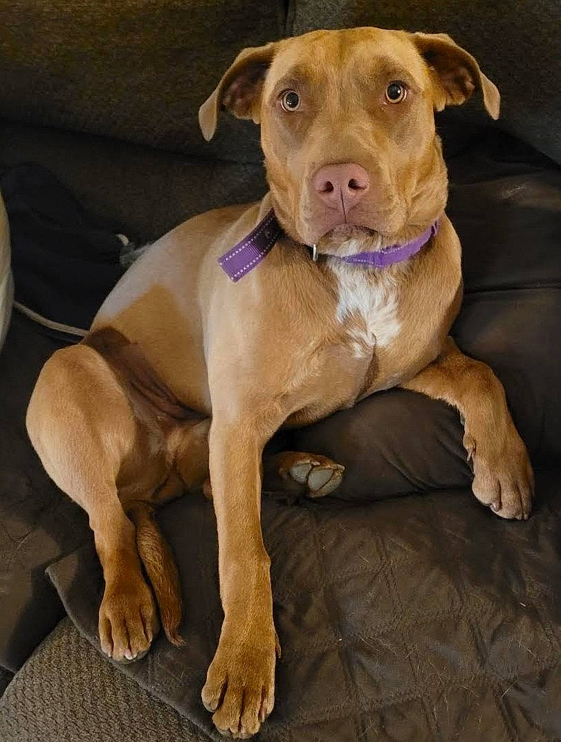 Kahlúa joined the competition — help win amazing prizes! canidae, carnivore, companion_dog, dog, dog_breed, dog_collar, dog_supply, fawn, fur, hunting_dog, liver, non_sporting_group, pet_supply, snout, sporting_group, terrestrial_animal, whiskers, wood, working_animal