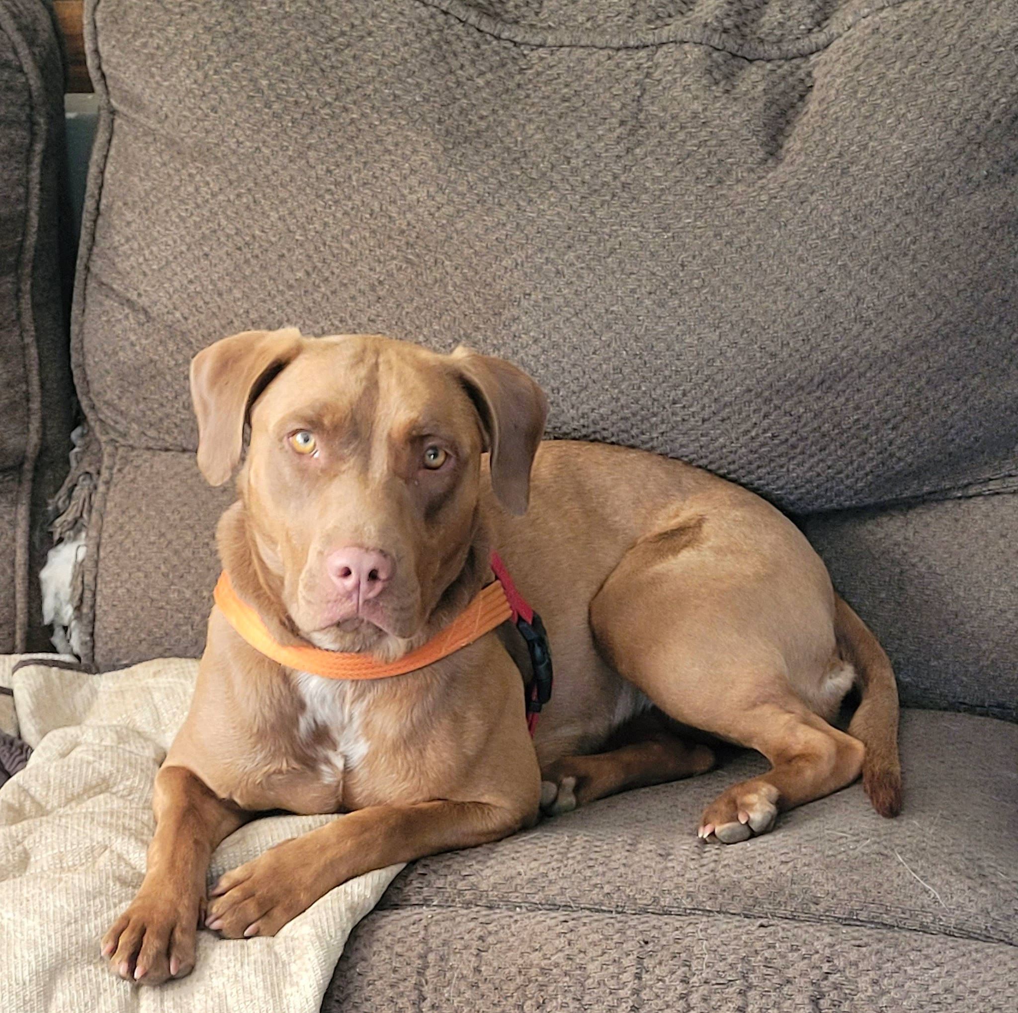 Kahlúa is registered to the contest to win money with this photo: carnivore, collar, comfort, companion_dog, dog, dog_breed, dog_collar, dog_supply, fawn, guard_dog, gun_dog, hunting_dog, liver, paw, pet_supply, snout, sporting_group, terrestrial_animal, whiskers, working_animal