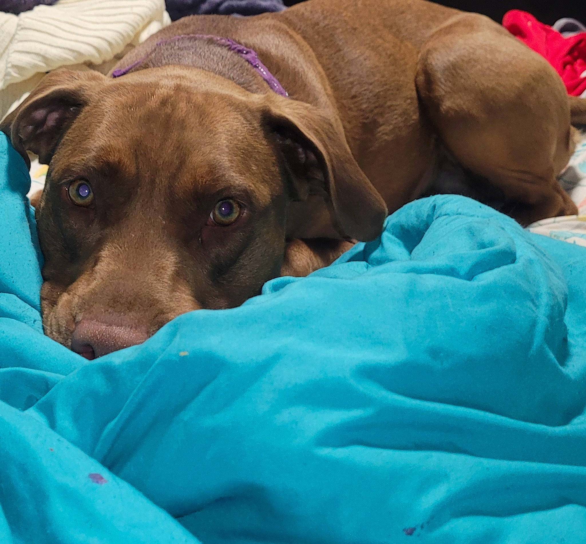 Kahlúa is registered to the contest to win money with this photo: canidae, carnivore, comfort, companion_dog, dog, dog_breed, dog_supply, electric_blue, fawn, guard_dog, linens, pet_supply, snout, sporting_group, whiskers, working_animal