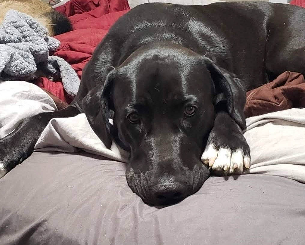 Samson is registered to the contest to win money with this photo: borador, canidae, carnivore, comfort, companion_dog, dog, dog_breed, dog_supply, fawn, fur, grey, guard_dog, gun_dog, linens, liver, plant, snout, sporting_group, whiskers, working_animal