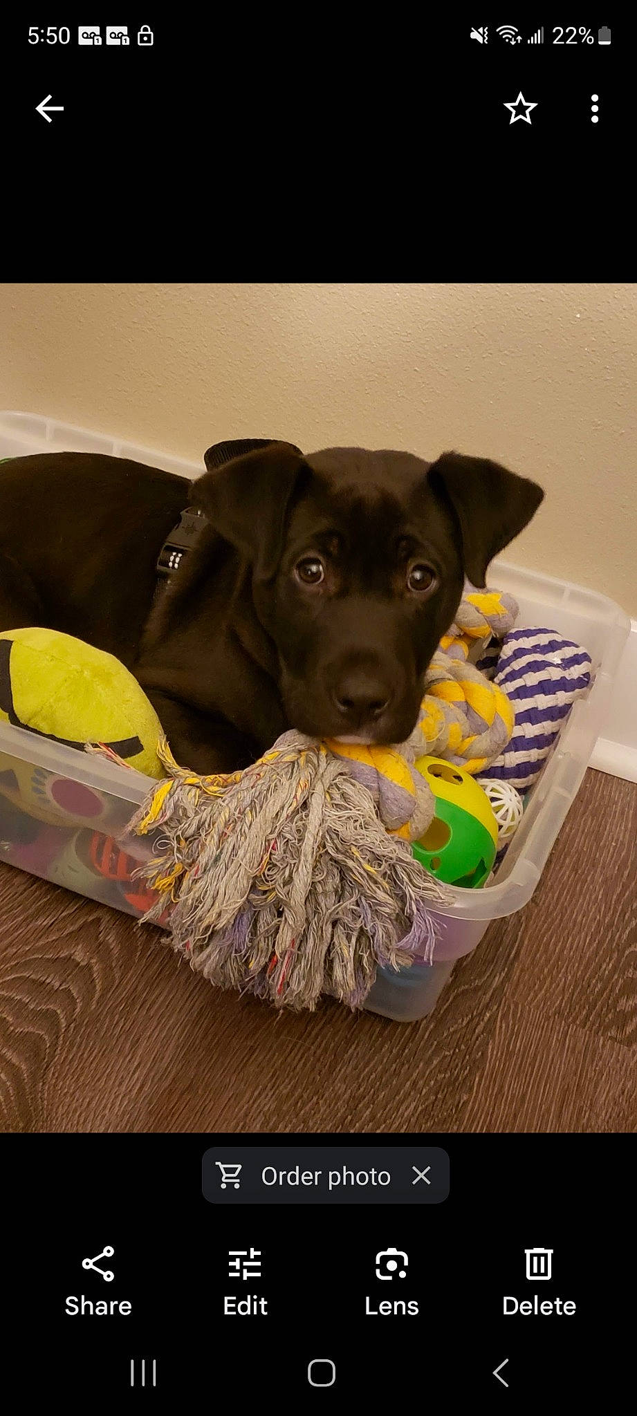 Samson joined the competition — help win amazing prizes! borador, canidae, carnivore, collar, comfort, companion_dog, dog, dog_breed, dog_collar, dog_supply, guard_dog, gun_dog, liver, personal_protective_equipment, pet_supply, snout, sporting_group, tennis_ball, working_animal