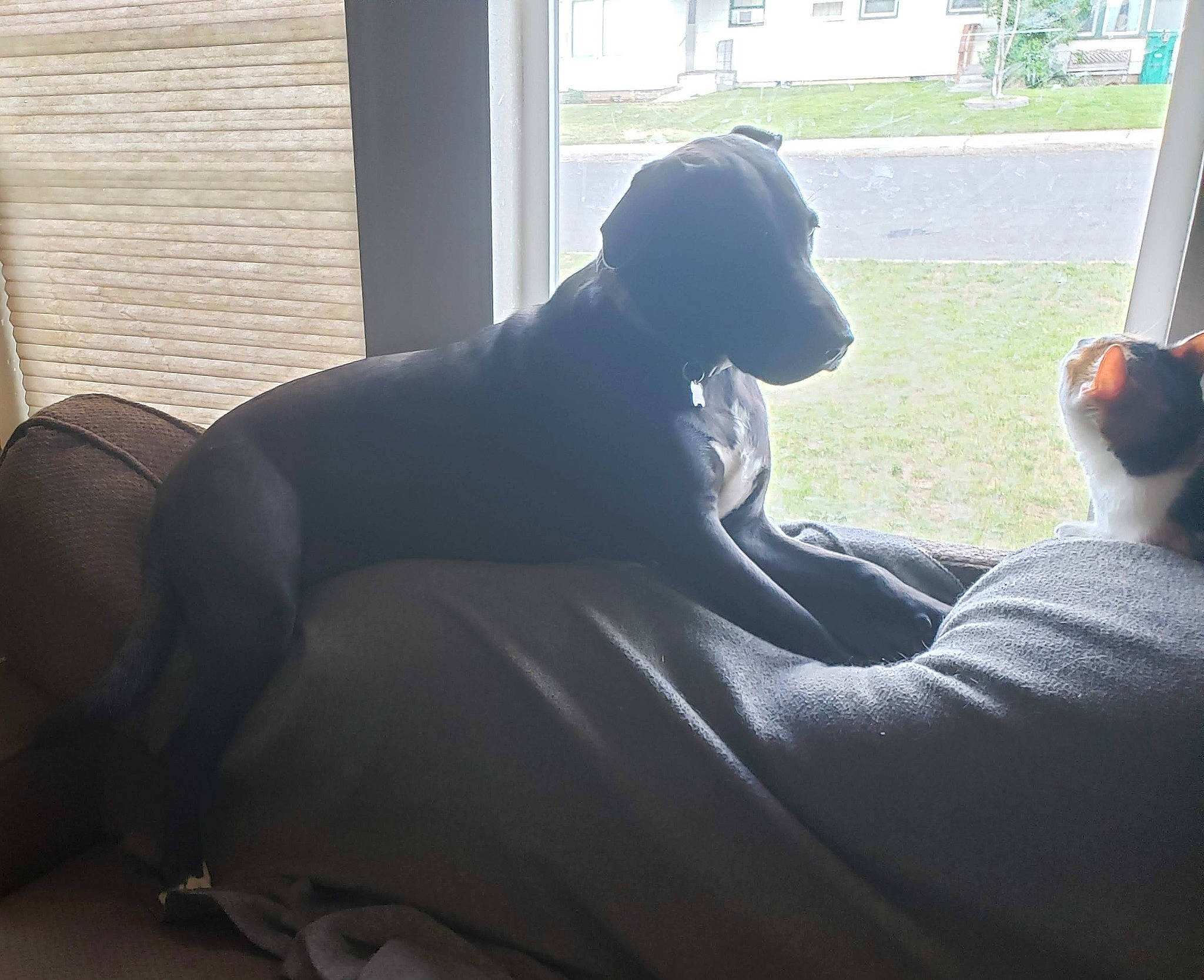 Samson joined the competition — help win amazing prizes! carnivore, comfort, companion_dog, dog, dog_breed, dog_collar, fawn, grass, guard_dog, human_leg, plant, shade, sitting, snout, sporting_group, tail, tints_and_shades, tree, window, working_animal