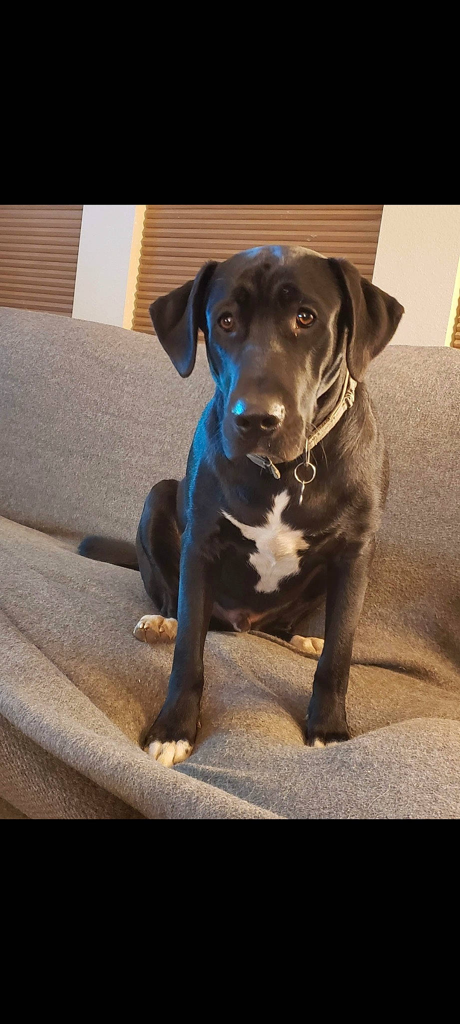 Samson joined the competition — help win amazing prizes! borador, canidae, carnivore, collar, companion_dog, dog, dog_breed, dog_collar, electric_blue, eye, fawn, fur, gun_dog, hat, liver, pet_supply, snout, sporting_group, whiskers, working_animal