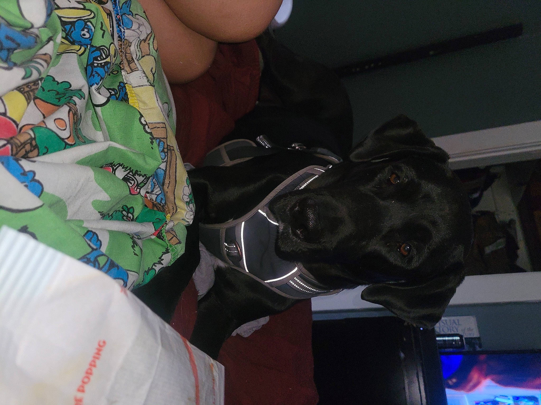 Samson joined the competition — help win amazing prizes! bag, canidae, carmine, carnivore, dog, dog_breed, fashion_accessory, fictional_character, fun, human_leg, luggage_and_bags, machine, pattern, personal_protective_equipment, room, sleeve, sporting_group, sports_gear, sportswear, visual_arts