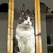Matin participe au concours pour gagner de l'argent avec cette photo : cat, gray_and_white, wooden_beams, indoor, sitting, portrait, pet, feline, fur, whiskers, green_eyes, looking_away, household, shelf, decor, calm, domestic, animal, close_up, furniture