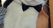 Matin participe au concours pour gagner de l'argent avec cette photo : cat, bow_tie, pet, feline, animal, indoor, window, reflection, mirror, person, hand, striped_clothing, gray_and_white, close_up, portrait, domestic_animal, whiskers, ears, yellow_eyes, calm
