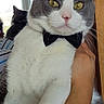 animal, bow_tie, calm, cat, close_up, domestic_animal, ears, feline, gray_and_white, hand, indoor, mirror, person, pet, portrait, reflection, striped_clothing, whiskers, window, yellow_eyes