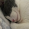 animal, blanket, cat, close_up, cozy, cute, domestic_cat, fur, gray, indoor, nap, peaceful, pet, pink_nose, relaxed, resting, sleeping, soft, whiskers, white