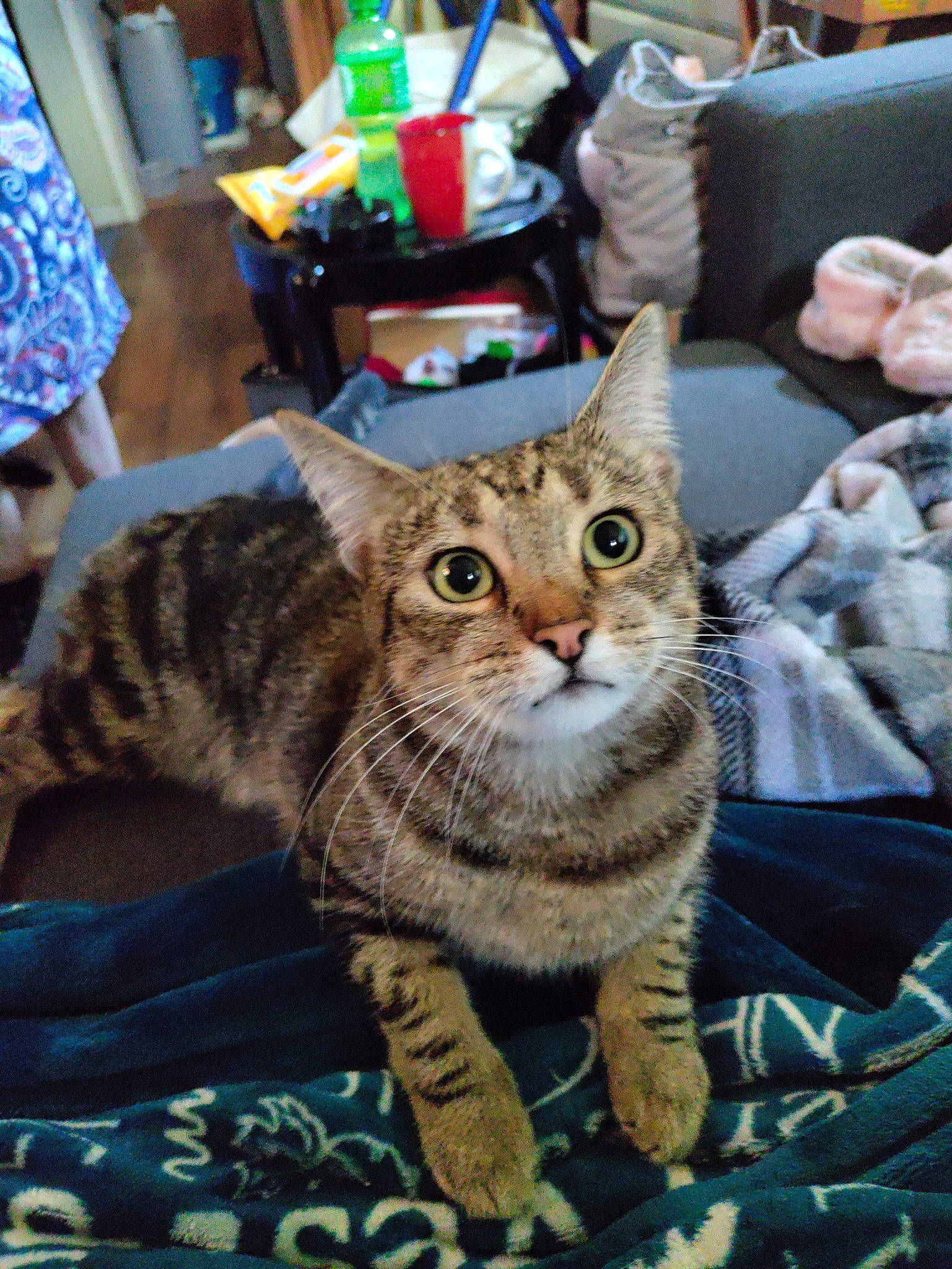 Armani joined the competition — help win amazing prizes! carnivore, cat, chair, claw, domestic_short_haired_cat, felidae, fur, sitting, small_to_medium_sized_cats, snout, tail, tree, whiskers, wildlife, window