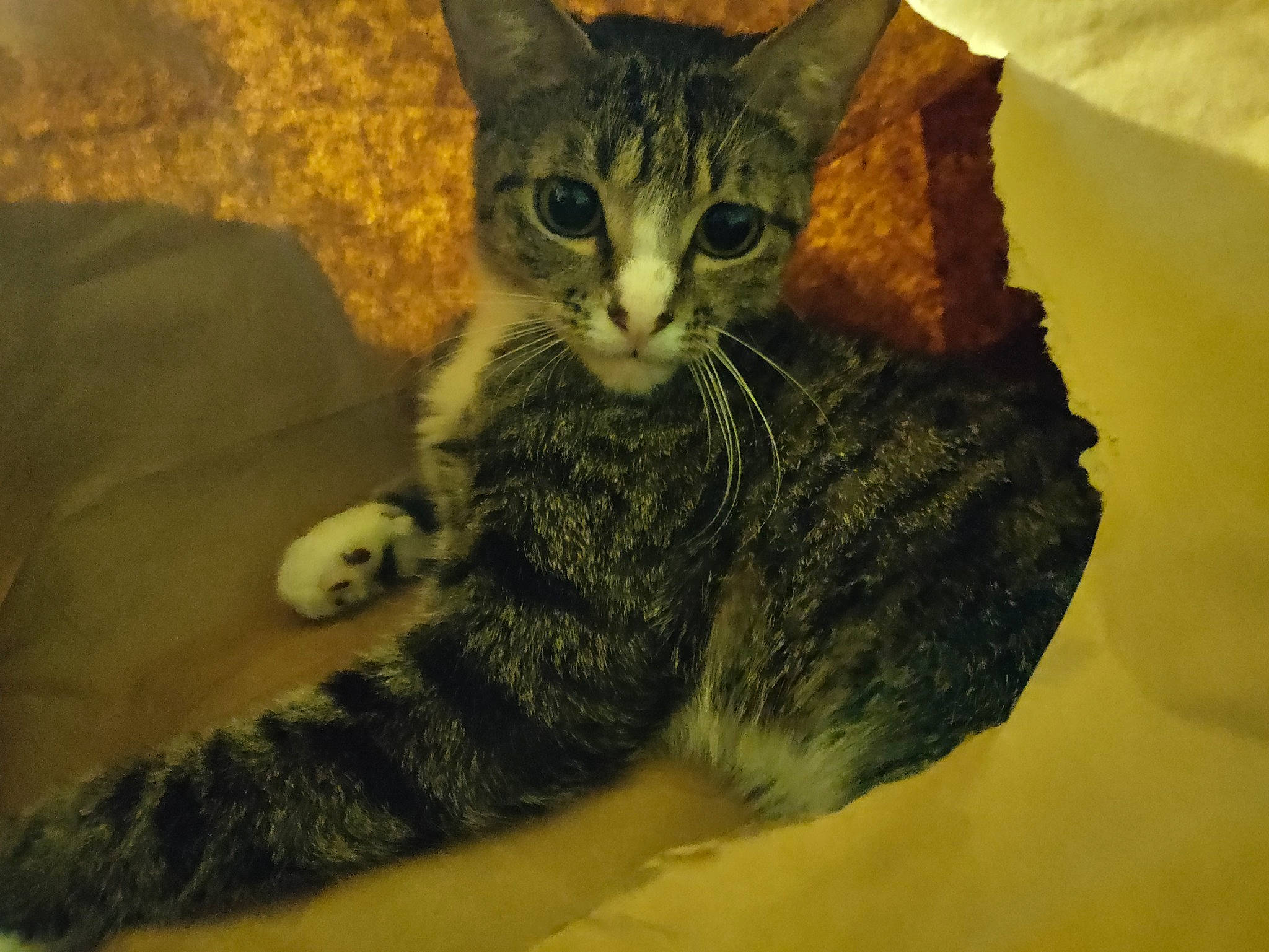 Miss Bean joined the competition — help win amazing prizes! carnivore, cat, claw, comfort, domestic_short_haired_cat, felidae, fur, gesture, paw, sitting, small_to_medium_sized_cats, snout, tail, terrestrial_animal, whiskers