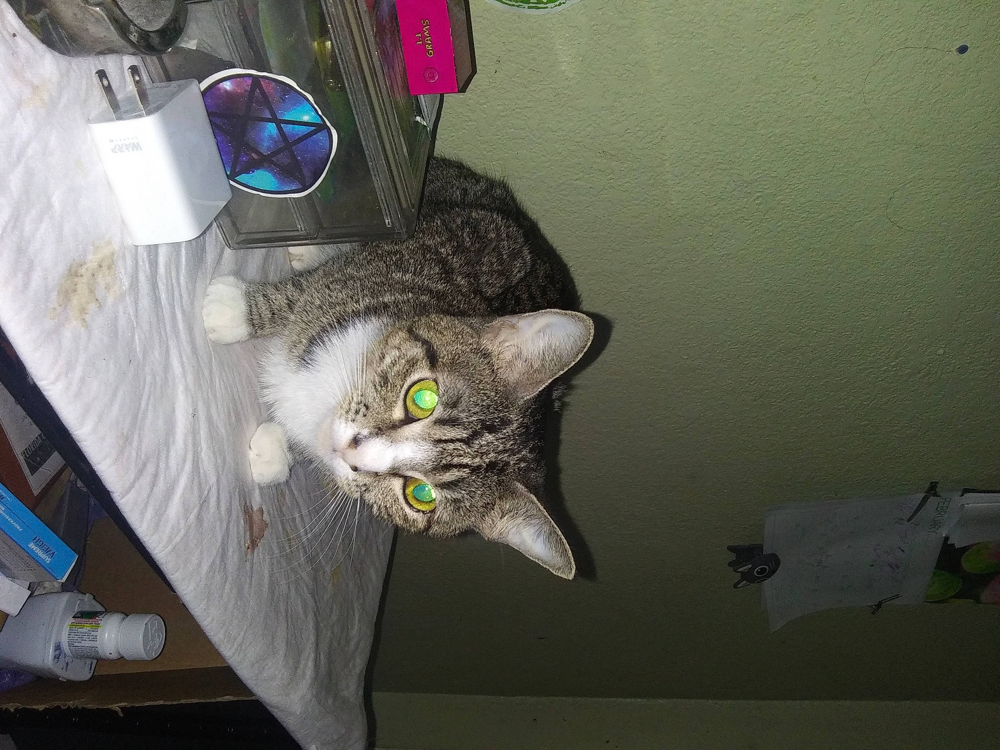 Miss Bean is registered to the contest to win money with this photo: box, carnivore, cat, domestic_short_haired_cat, felidae, fur, grey, room, small_to_medium_sized_cats, tail, whiskers