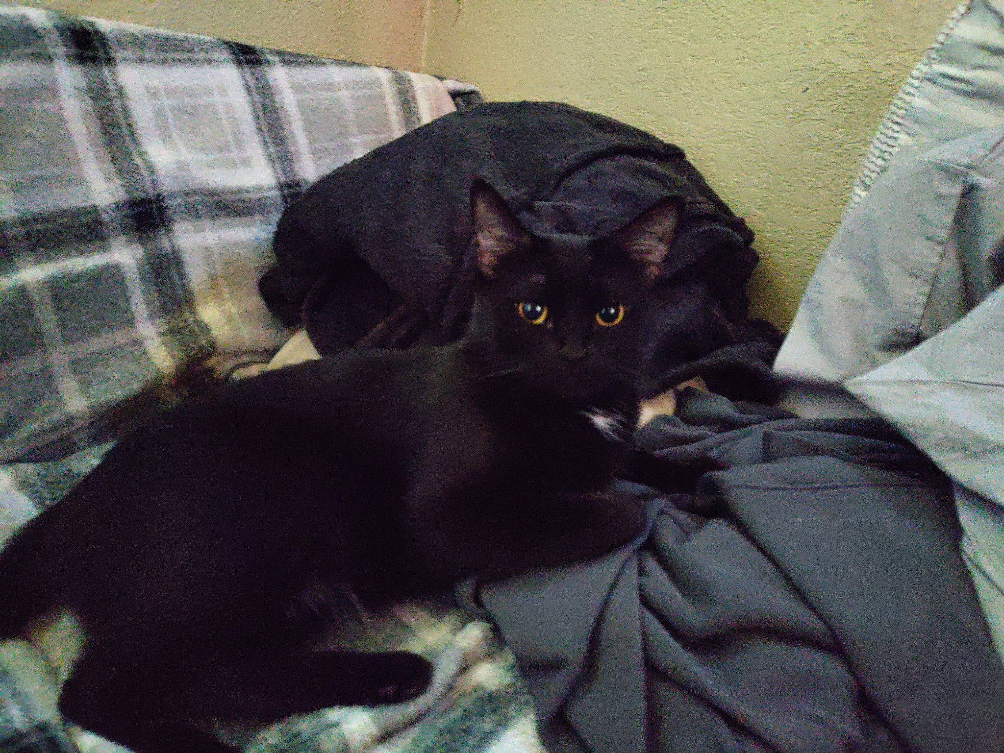 Boo Boo Kitty joined the competition — help win amazing prizes! bed, black_cat, bombay, carnivore, cat, comfort, couch, domestic_short_haired_cat, felidae, fur, grey, havana_brown, linens, pattern, plaid, sitting, small_to_medium_sized_cats, tail, tartan, whiskers