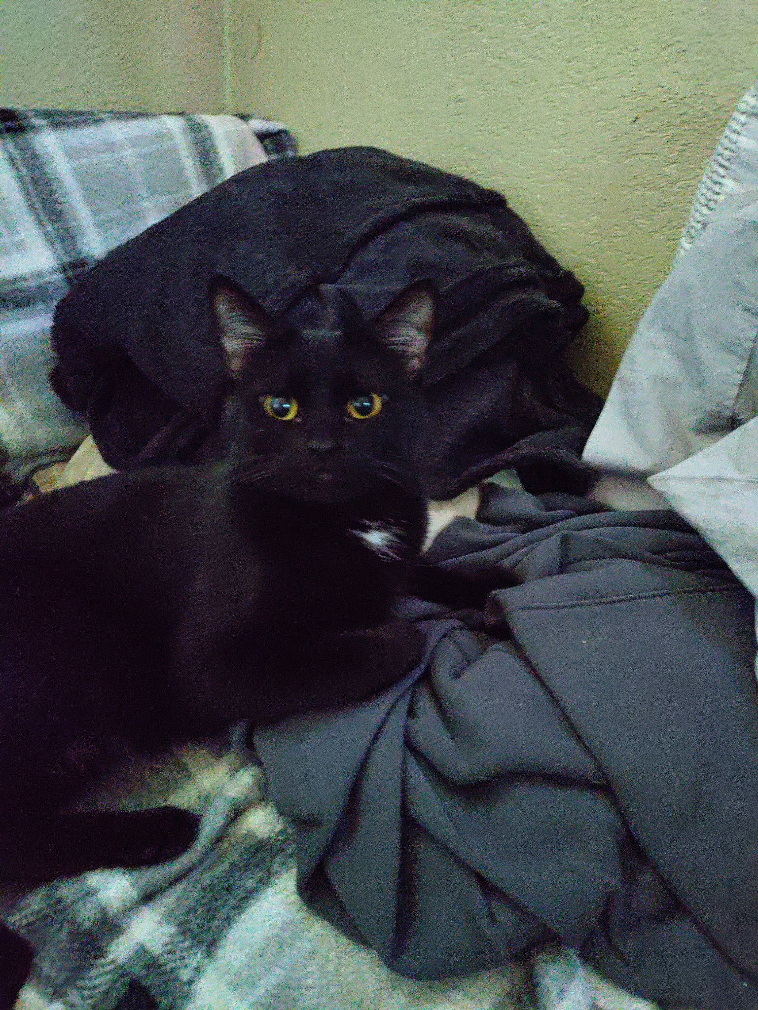 Boo Boo Kitty joined the competition — help win amazing prizes! bag, black_cat, bombay, carnivore, cat, comfort, couch, domestic_short_haired_cat, eye, felidae, fur, grey, havana_brown, korat, linens, sitting, small_to_medium_sized_cats, snout, tail, whiskers