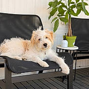Churro joined the competition — help win amazing prizes! dog, pet, chair, black_chair, potted_plant, green_plant, outdoor, relaxed, scruffy_dog, fur, mesh_chair, wooden_floor, small_table, casual, domestic_animal, companion, curious, home, resting, white_and_brown_fur