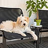 black_chair, casual, chair, companion, curious, dog, domestic_animal, fur, green_plant, home, mesh_chair, outdoor, pet, potted_plant, relaxed, resting, scruffy_dog, small_table, white_and_brown_fur, wooden_floor
