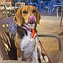 dog, beagle, animal, pet, chair, outdoor, evening, patio, leash, collar, tongue, licking, plastic_chair, people, tables, tiles, relaxing, trees, umbrella, cafe