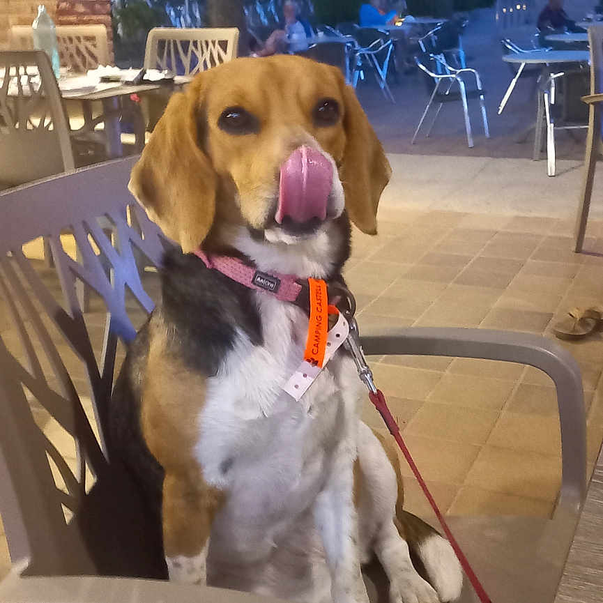 Sayana participe au concours pour gagner de l'argent avec cette photo : animal, beagle, cafe, chair, collar, dog, evening, leash, licking, outdoor, patio, people, pet, plastic_chair, relaxing, tables, tiles, tongue, trees, umbrella