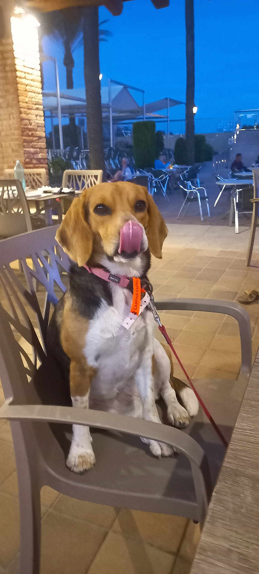 Sayana participe au concours pour gagner de l'argent avec cette photo : dog, beagle, animal, pet, chair, outdoor, evening, patio, leash, collar, tongue, licking, plastic_chair, people, tables, tiles, relaxing, trees, umbrella, cafe