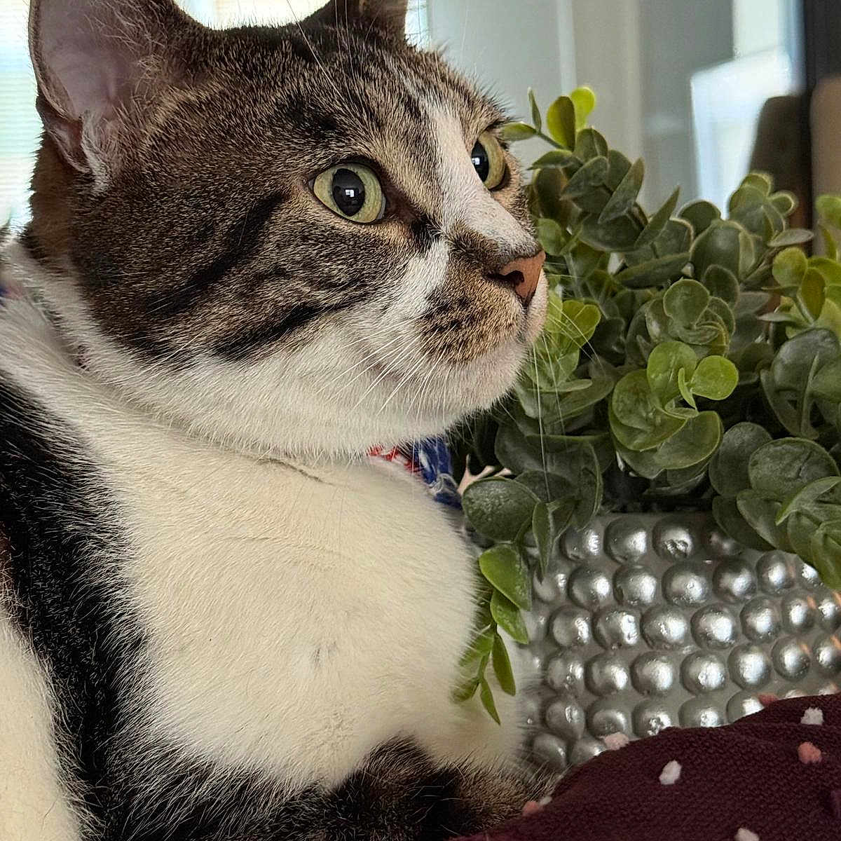 Milo joined the competition — help win amazing prizes! blanket, cat, close_up, cozy, curious, domestic, ears, eyes, feline, fur_pattern, green_leaves, indoor, nose, pet, plant, pot, silver_pot, tabby, whiskers, white_fur