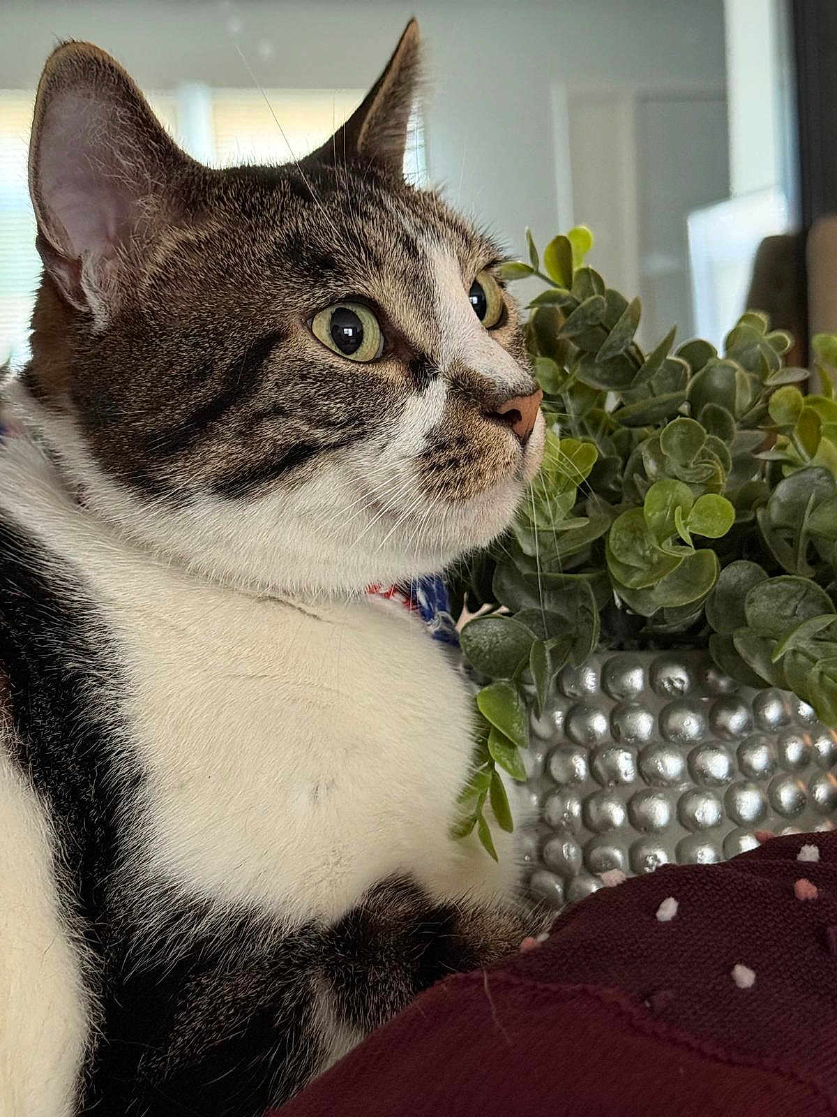 Milo