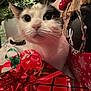 Lucy is registered to the contest to win money with this photo: cat, christmas_tree, gift, ribbon, red_bow, holiday, festive, present, greenery, decoration, closeup, pet, curious, animal, indoors, white_cat, black_and_white_cat, celebration, holiday_decor, cute